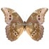Morpho Godartii Assarpai