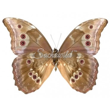 Morpho Godartii Assarpai