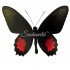 Parides Orellana (M)
