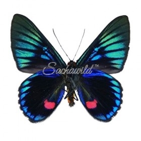 Necyria bellona westwoodi