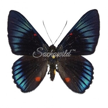 Necyria bellona westwoodi