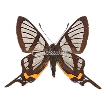 Chorinea Sylphina Terpsichore (M)