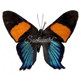 Ancyluris Inca Miranda