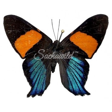 Ancyluris Inca Miranda