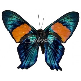 Ancyluris Inca Miranda