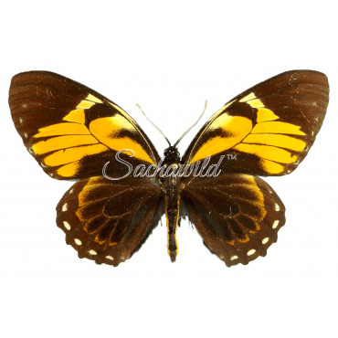 Papilio Bachus Chrysomelus