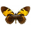 Pterourus (Papilio) Bachus Chrysomelus (M)