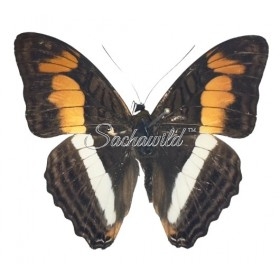 Adelpha Melona