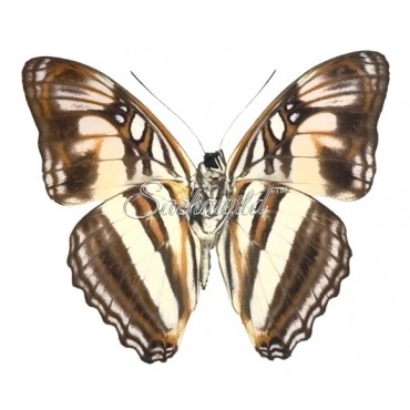 Adelpha Melona