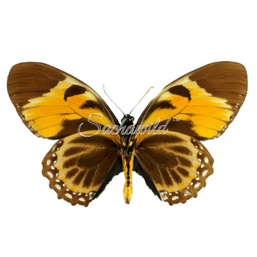Papilio Bachus Chrysomelus