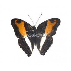 Adelpha Boeotia Boeotia
