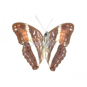 Adelpha Boeotia Boeotia