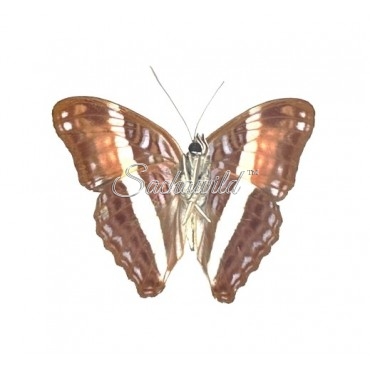 Adelpha Boeotia Boeotia