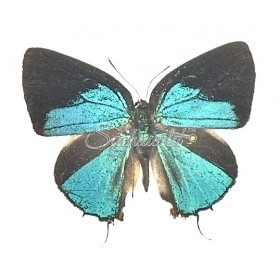 Thecla Occidentalis