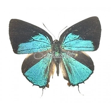Thecla Occidentalis