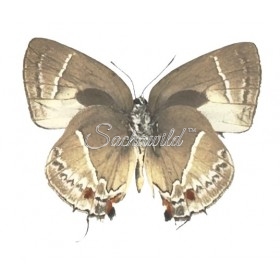 Thecla Occidentalis