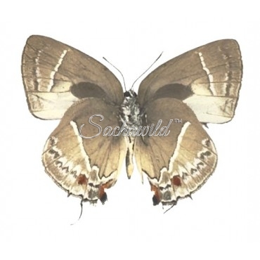 Thecla Occidentalis