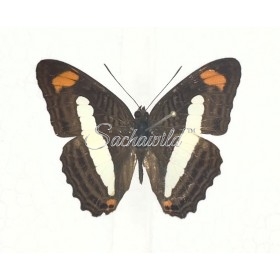 Adelpha Iphiclus Iphiclus