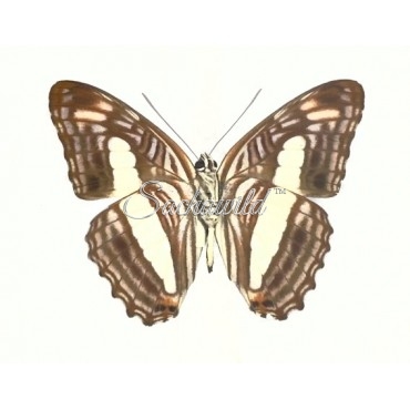 Adelpha Iphiclus Iphiclus