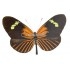 Heliconius Aoede