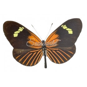 Heliconius Aoede