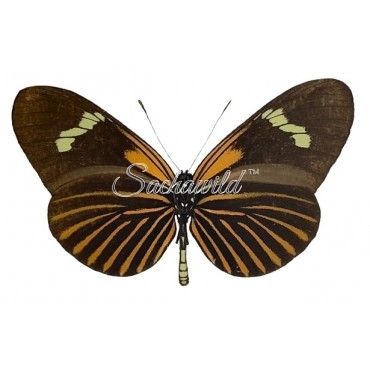 Heliconius Aoede