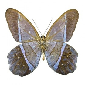 Pierella Lena