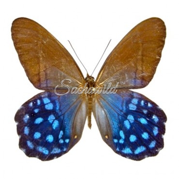Pierella Lena