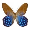 Pierella Lena (Pair)