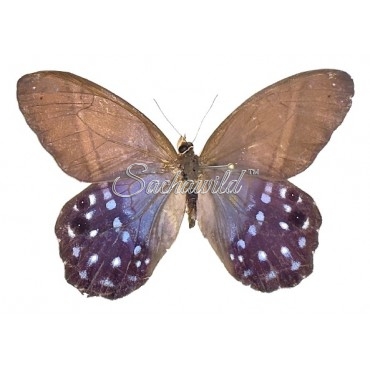 Pierella Lena (Pair)