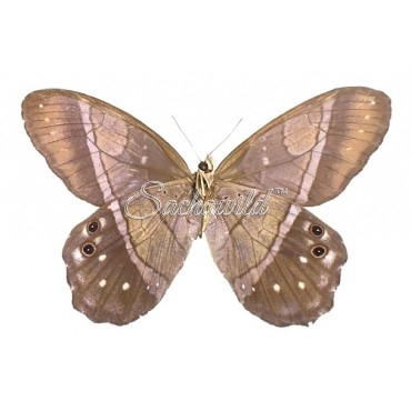 Pierella Lena (Pair)