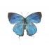 Theritas Laudonia