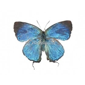 Theritas Laudonia