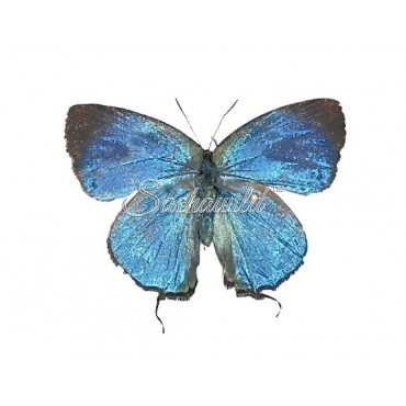 Theritas Laudonia