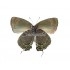 Theritas Laudonia