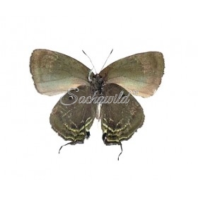 Theritas Laudonia