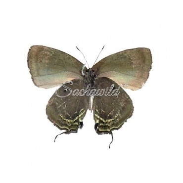 Theritas Laudonia