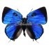 Thecla Bitias (Male)