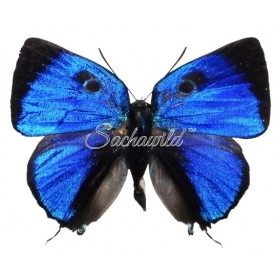 Thecla Bitias (Male)