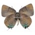 Thecla Bitias (Male)
