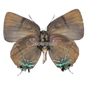 Thecla Bitias (Male)