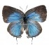 Thecla Bitias (Female)
