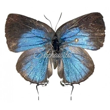 Thecla Bitias (Female)