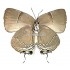 Thecla Bitias (Female)