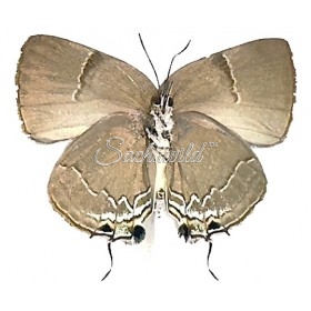 Thecla Bitias (Female)