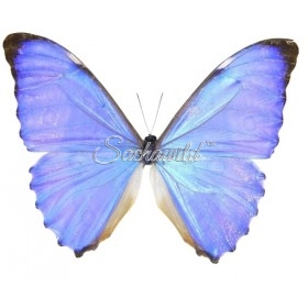 Morpho Aurora