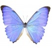 Morpho Aurora (Pair)