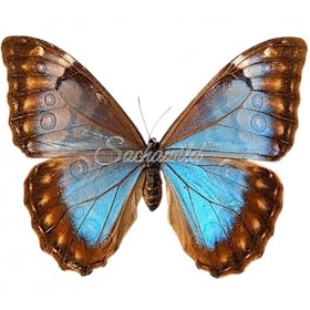 Morpho Aurora