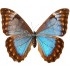 Morpho Aurora (F)