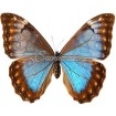 Morpho Aurora (F)